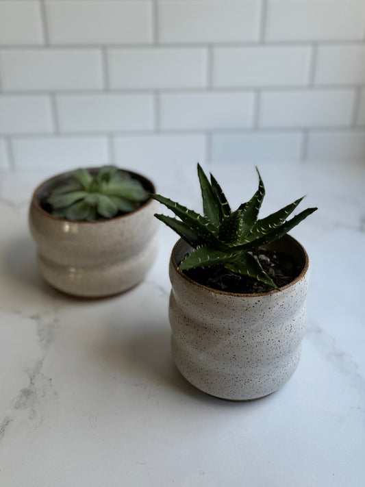 Bubble Succulent Planter- White