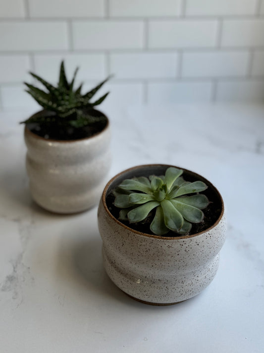 Bubble Succulent Planter- White