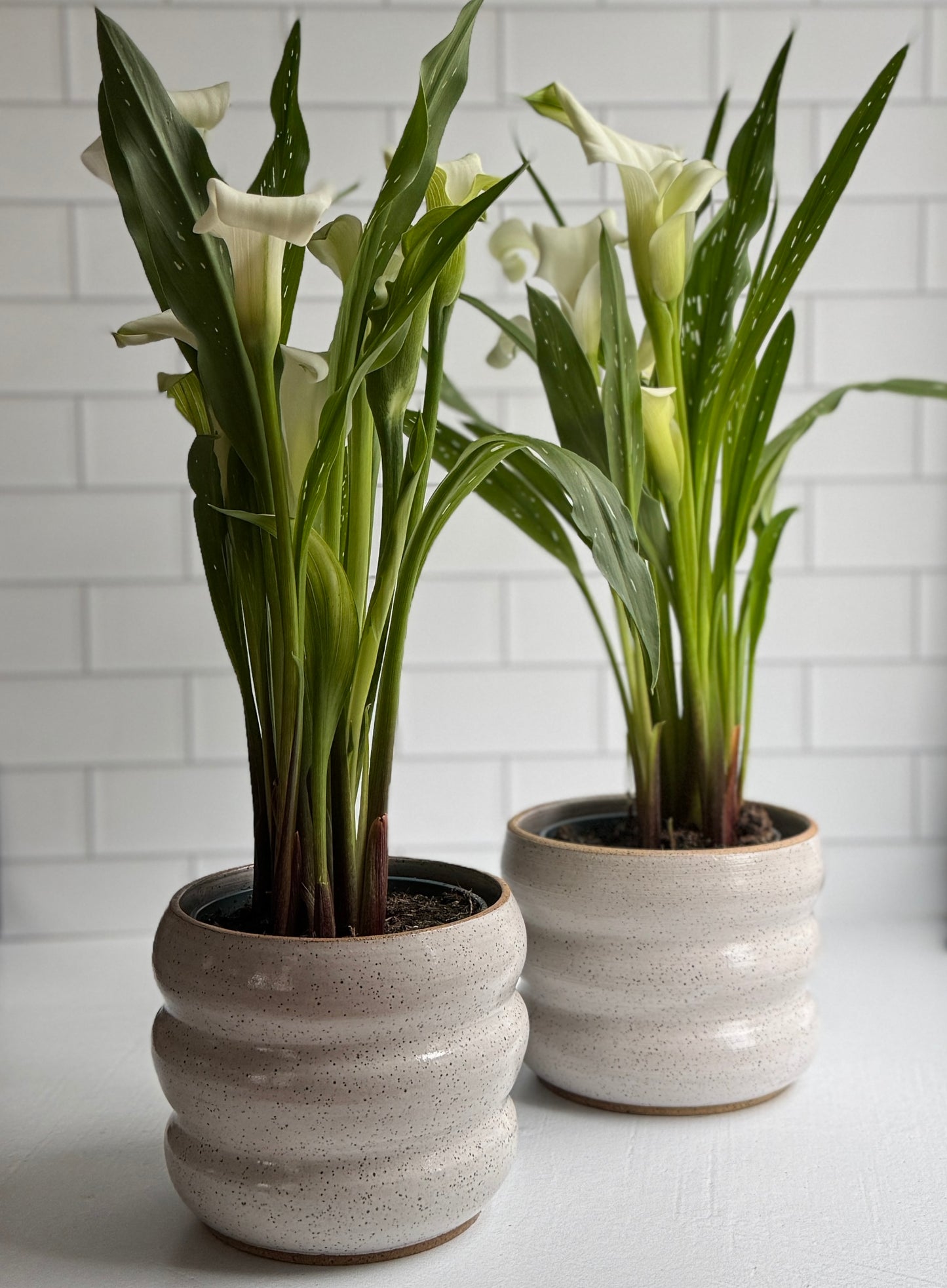 Bubble Lily Planter- White